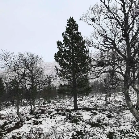Lyngsete