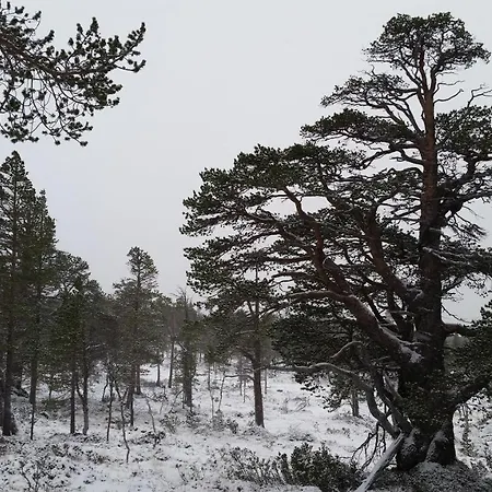 Lyngsete Fronningan